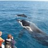 Un grupo de persoas observando baleas jorobadas desde un barco.