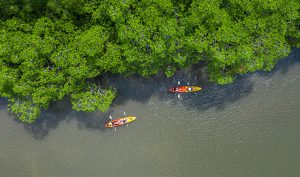 Kajakozás mangrove 724x426 1