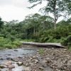 Un río cunha árbore caída no medio, chamado Salto La Jalda (Sendeirismo e Natación).