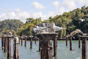 The Haitises National Park birds