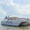 Los Haitises National Park Tour from Samaná Port - Görsel 2