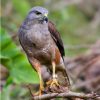 Birdwatching Punta Cana - Birding Tours from Punta Cana to Los Haitises National Park — изображение 3