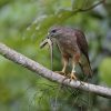 Birdwatching Punta Cana - Birding Tours from Punta Cana to Los Haitises National Park - obrazek 7