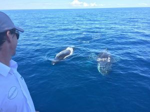 Utflukt hvalsafari Samaná Bay + Caño Hondo + Los Haitises fra Samaná havn