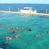 sharks stingrays