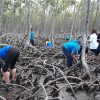 Mangroves Reforestation in Los Haitises With Locals on Kayak – Image 27