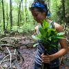 Mangroves Reforestation in Los Haitises With Locals on Kayak - Image 26