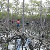 Mangroves Reforestation in Los Haitises With Locals on Kayak - Image 24