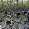 Mangroves Reforestation in Los Haitises With Locals on Kayak - Image 29