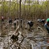 Mangroves Reforestation in Los Haitises With Locals on Kayak - Image 23