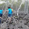 Mangroves Reforestation in Los Haitises With Locals on Kayak – Image 32