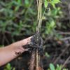 Mangroves Reforestation in Los Haitises With Locals on Kayak – Image 20