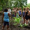 Mangroves Reforestation in Los Haitises With Locals on Kayak – Image 22