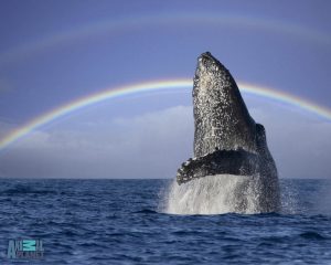 Observation des baleines20 1