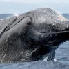 Excursion Whale Watching Samaná Bay + Caño Hondo + Los Haitises  from Samaná port - Image 24