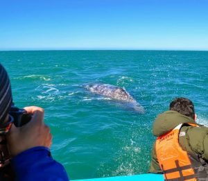 Excursió privada Observació de balenes a Samaná + Cayo Levantado (illa Bacardi) des del port de Samaná