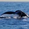 Excursion Whale Watching Samaná Bay + Caño Hondo + Los Haitises  from Samaná port - Image 11