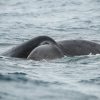 Excursion Whale Watching Samaná Bay + Caño Hondo + Los Haitises  from Samaná port - Image 6