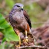 ⁦DOMINICAN REPUBLIC: Hispaniola Endemic Birding⁩ – תמונה ⁦4⁩