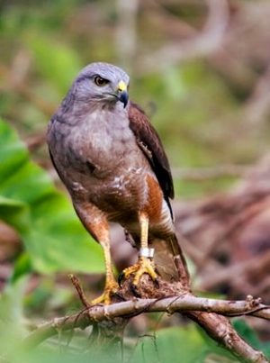 Ridgway's Hawk Tour - Fågelskådning Utflykt till Los Haitises nationalpark