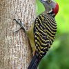 DOMINICAN REPUBLIC: Hispaniola Endemic Birding - Image 3