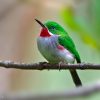 ⁦DOMINICAN REPUBLIC: Hispaniola Endemic Birding⁩ – תמונה ⁦2⁩