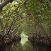 Los Haitises: Cueva el Naranjo y Laguna Cristal from Sabana de la mar – Image 9