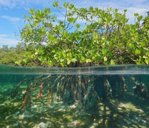 Reboisement des mangroves à Los Haitises avec les habitants en kayak