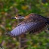 DOMINICAN REPUBLIC: Hispaniola Endemic Birding - Image 7