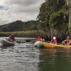 Los Haitises Retki Kajakki Tour in Kajakit los haitises cano hondo 6 skaalattu