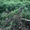 ⁦DOMINICAN REPUBLIC: Hispaniola Endemic Birding⁩ – תמונה ⁦17⁩