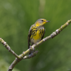 Bayahibe: Bird Watching & Cotubanama National Park - Image 3