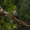 ⁦DOMINICAN REPUBLIC: Hispaniola Endemic Birding⁩ – תמונה ⁦22⁩