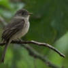 Hispaniolan-Pewee-Contopus-hispaniolensis-Maroita