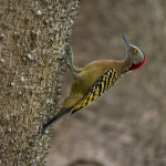 Hispaniolan-woodpecker-Melanerpes-striatus-Carpintero-hembra