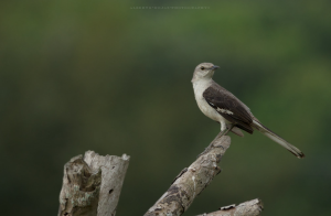 Northern-mockingbird-Mimus-polyglottos-Sinsonte-Ruisenor