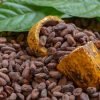 Punta Cana: Higuey, Coffee and Cocoa Tasting Tour with Lunch - Image 14