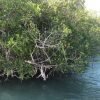 Saona Island: Beach & Natural Pool Small-Group Tour w/ Lunch - Image 12