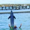 Punta Cana Dolphin Swim Adventure: 40-min Dolphin Experience - Hình ảnh 18