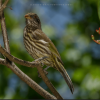 ⁦Los Haitises: Sunrise or Sunset wildlife focus⁩ – תמונה ⁦9⁩