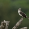 3in1: Los Haitises N. Park + Waterfalls + Montaña Redonda - Image 4