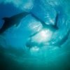 ⁦Punta Cana: Dolphin Experience in the Sea⁩ - الصورة ⁦5⁩