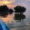 Los Haitises: Sunrise or Sunset wildlife focus - immagine 6