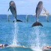 ⁦Punta Cana: Dolphin Experience in the Sea⁩ - الصورة ⁦6⁩