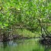 Cayo Arena: Paradise Island and Mangroves Tour - Image 2