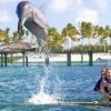 ⁦Punta Cana: Dolphin Experience in the Sea⁩ - الصورة ⁦7⁩