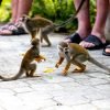 Punta Cana: Monkey Land Half-Day Safari and Plantation - 图片 7