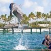 Punta Cana Dolphin Swim Adventure: 40-min Dolphin Experience - Hình ảnh 8