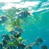 Snorkeling Tour & Sosua Beach Day - Hình ảnh 2