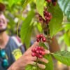 Las Terrenas: Private Coffee Trail ATV Tour in Samana - Image 3